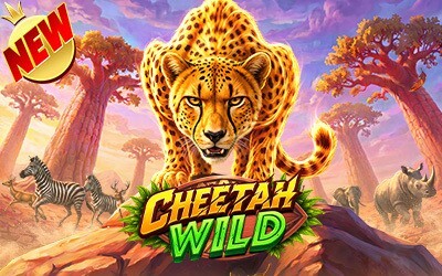 Cheetah Wild